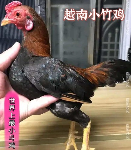 成年小体型斗鸡小竹鸡斗鸡宠物鸡越南斗鸡越南斗鸡
