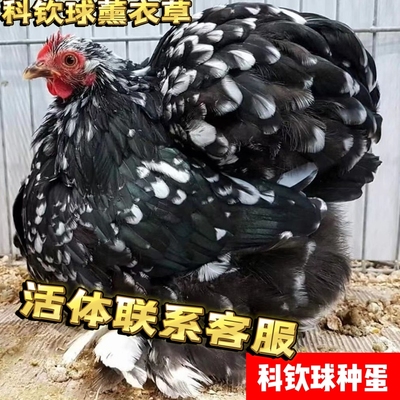 科钦球可孵化观赏鸡宠物鸡受精种蛋10枚小型宠物鸡受精卵种蛋