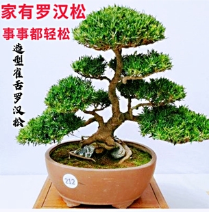 罗汉松盆景造型树迎客松真树植物室内盆栽桌面发财树绿植好养雀舌