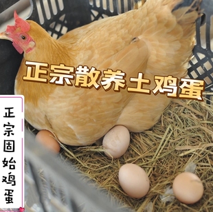 固始鸡农家正宗农家散养真正土鸡蛋虫草蛋新鲜柴草鸡蛋笨鸡蛋