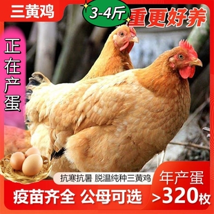 纯种三黄鸡活体青年母鸡散养土鸡跑山鸡麻鸡三黄蛋鸡活鸡包活到家