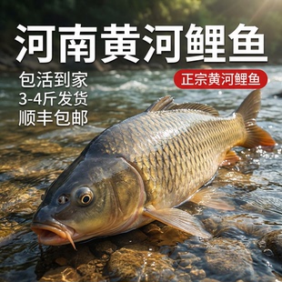 活鱼快递鲜活原生态鲤鱼新鲜鲜活现活鱼黄河四鼻鲤小花鱼包活到家
