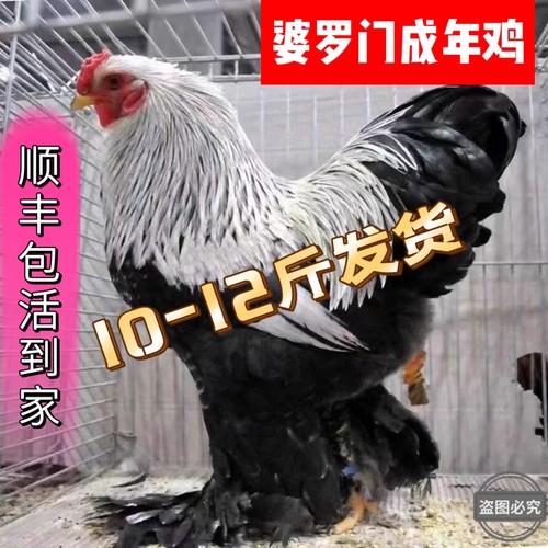 成年婆罗门巨型梵天鸡活苗大型观赏鸡大体梵天鸡纯种婆罗门成年鸡