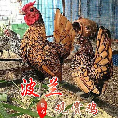 纯种波兰鸡观赏鸡大帽子鸡红黑花纹宠物鸡一对包邮活体包活到家