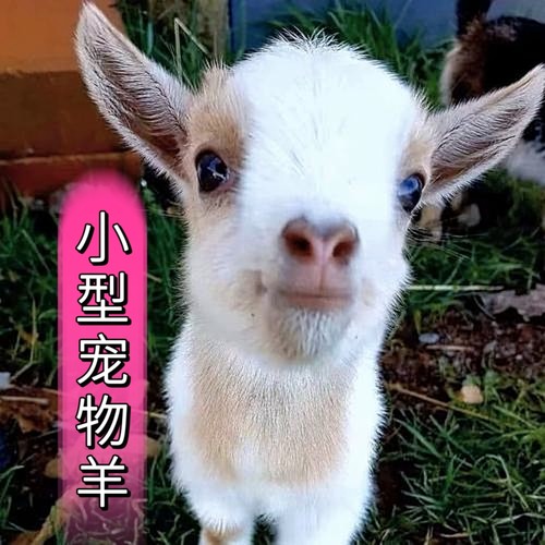 迷你宠物羊长不大侏儒羊尼日利亚矮山羊矮脚羊晕倒羊宠物卡皮巴拉