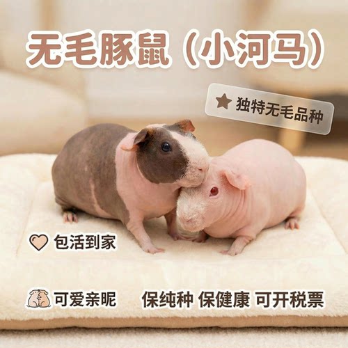 网红荷兰猪无毛小河马无毛豚鼠天竺鼠无毛荷兰猪幼宠种猪宠物黑白