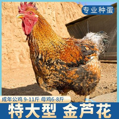金芦花鸡种蛋受精蛋可孵化汶上芦花鸡种蛋快大型高产土鸡珍禽种蛋