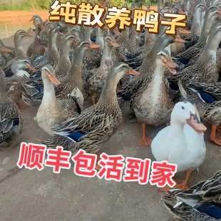 农家散养鸭子金锭鸭活鸭子绿壳蛋鸭子快产蛋宠物正宗土鸭子