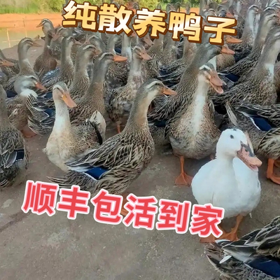农家散养鸭子金锭鸭活鸭子绿壳蛋鸭子快产蛋宠物正宗土鸭子