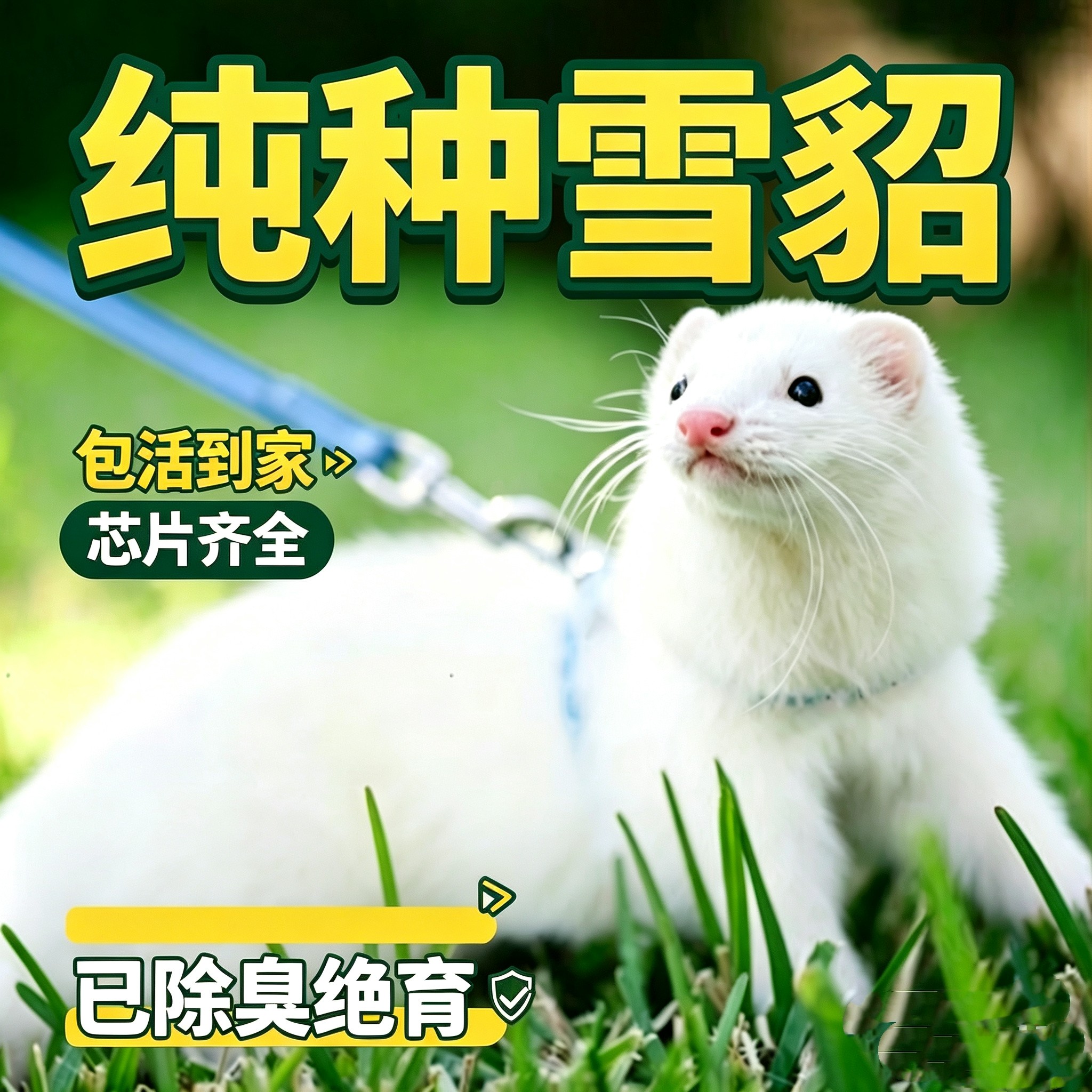 宝拉格宠物貂正品雪貂幼崽活物貂小型活体动物可爱萌宠桌面小宝宝