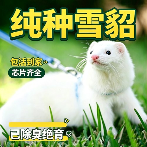 宝拉格宠物貂正品雪貂幼崽活物貂小型活体动物可爱萌宠桌面小宝宝