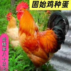 正宗固始鸡种蛋新鲜鸡蛋可孵化种蛋小鸡土鸡种蛋孵化小鸡鸡蛋