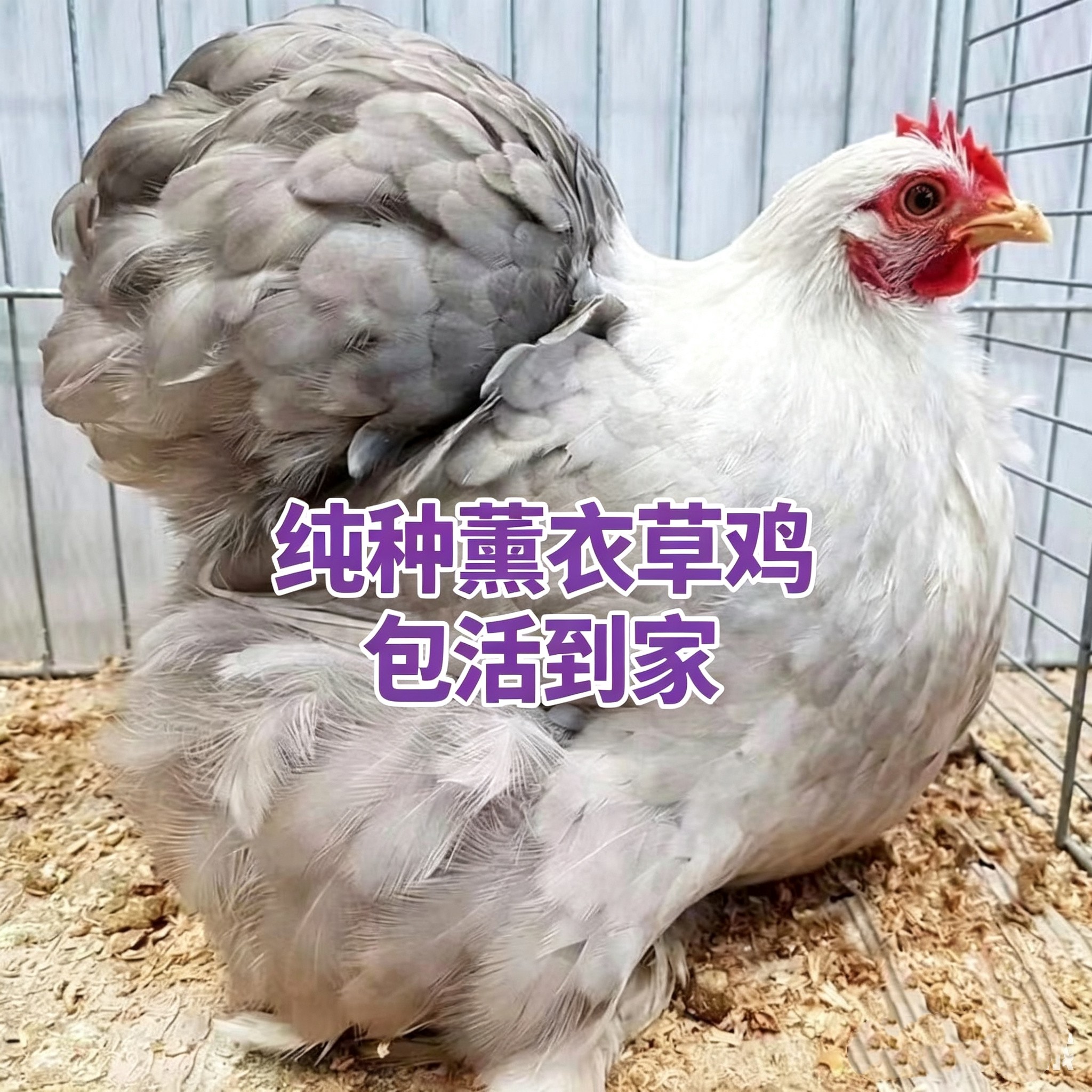 纯种薰衣草科钦球观赏鸡小型鸡新款进口宠物鸡观赏鸡