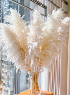 橱窗婚庆大芦苇落地摆件蒲苇造景真花干花ins风家居客厅房间装饰