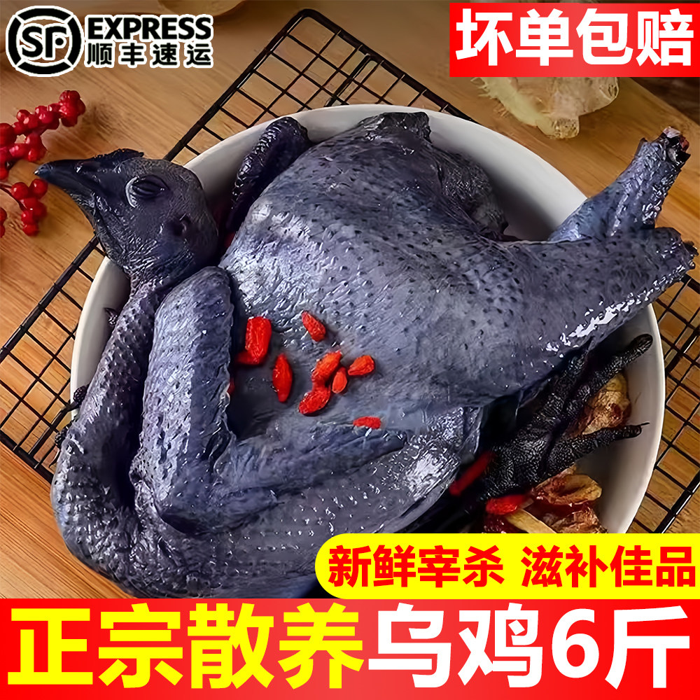 新鲜现杀农村散养乌鸡滋补鸡