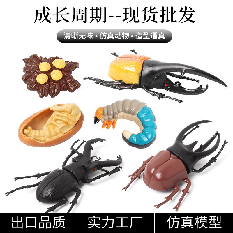 创意手绘昆虫成长周期玩具儿童益智早教仿真动物模型地摊礼品