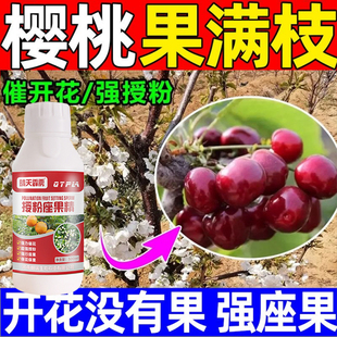 大樱桃授粉药樱桃车厘子授粉坐果肥防治不结果落果畸形僵果增产肥