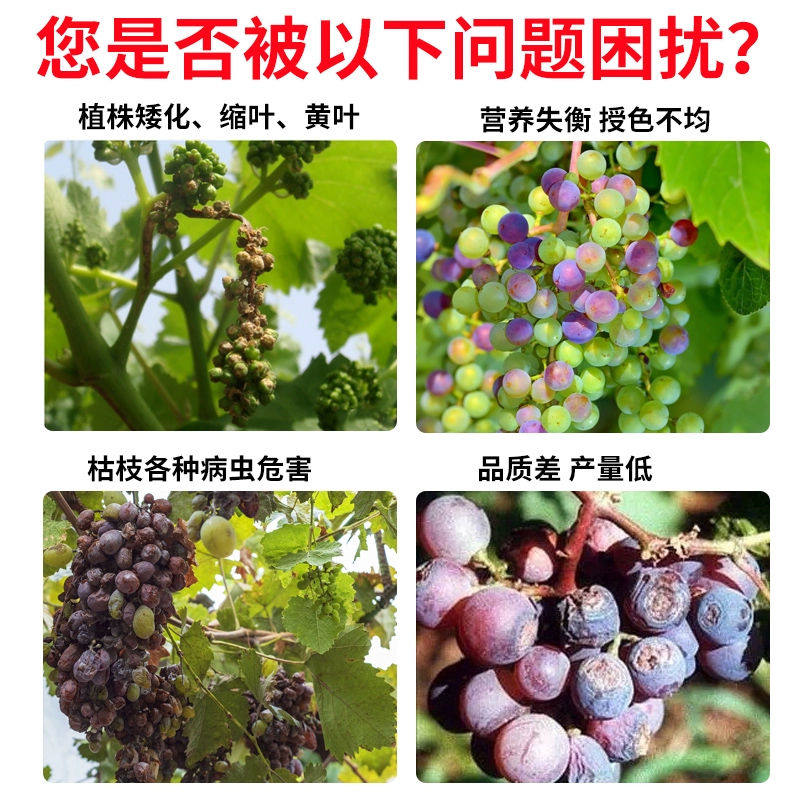 葡萄专用授粉座果精催花授粉促花促果防落沾花素葡萄专用授粉剂