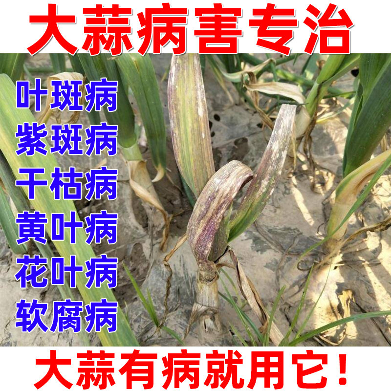 蒜苗专用药大蒜干尖灵烂根叶紫斑锈病黄叶病药壮苗抗病增产杀菌剂