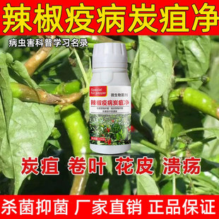 辣椒病菌清辣椒烂果药疫病卷叶病炭疽辣椒病毒病辣椒病害药农用