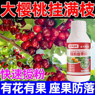 大樱桃授粉药车厘子坐果精代替人工授粉防落果控旺点花药叶面肥