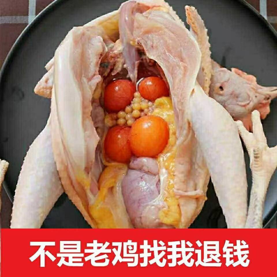 现杀散养三年黄油老母鸡土鸡麻鸡