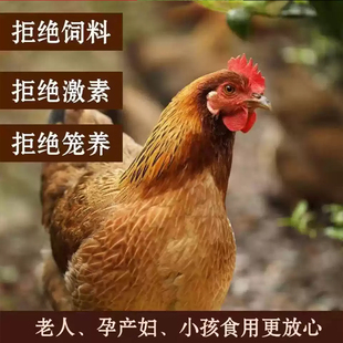 现杀新鲜农家山林散养三年以上黄油老母鸡土鸡产妇煲汤笨鸡走地鸡