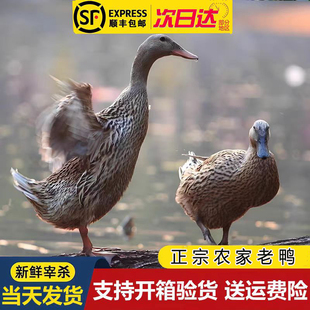 当天现杀樱桃谷鸭水鸭麻鸭土鸭笨鸭子整只新鲜冷冻批发顺丰包邮