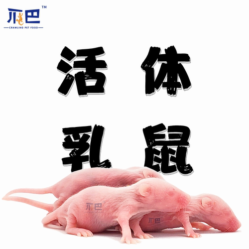 爬宠食物小白乳鼠活体发货