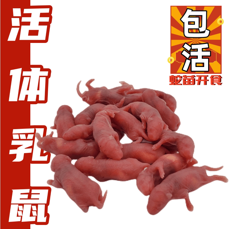 爬牌包活乳幼鼠喂爬宠