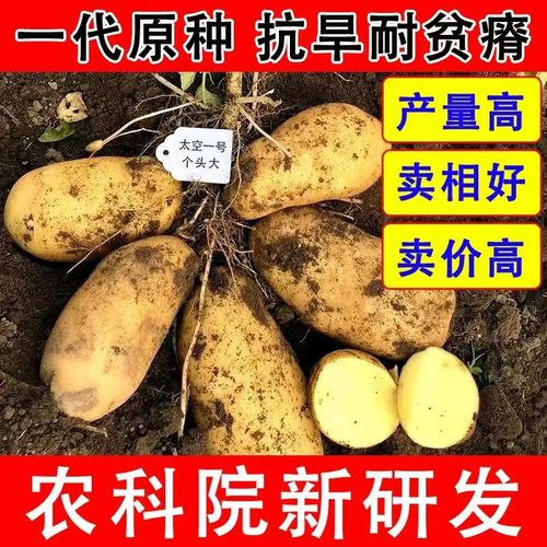 高产黄心大土豆种子脱毒马铃薯带牙种子