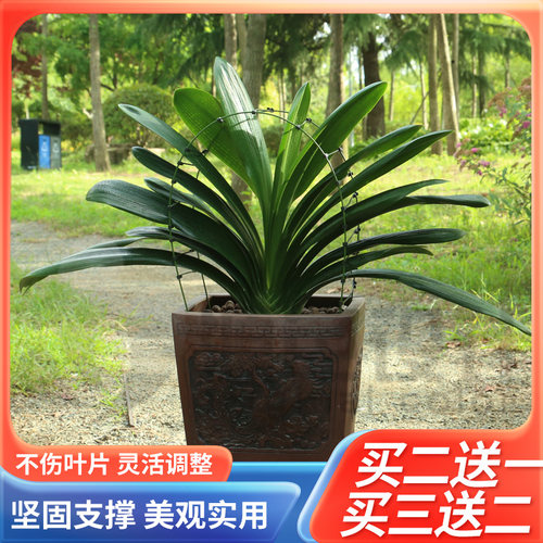 君子兰叶片矫正支架