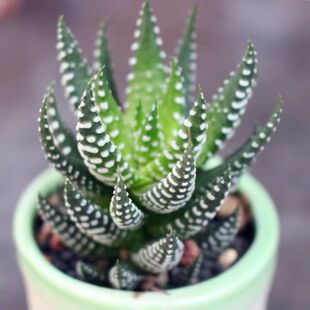 硬叶十二卷稿鹰爪白帝金城鼓笛锦怒涛龙爪多肉植物组合花卉小盆栽