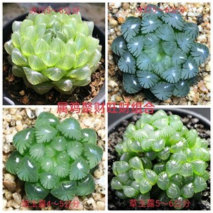 十二卷玉露多肉植物黑姬玉露 姬玉露楼兰白斑蓝镜日月潭花卉盆栽