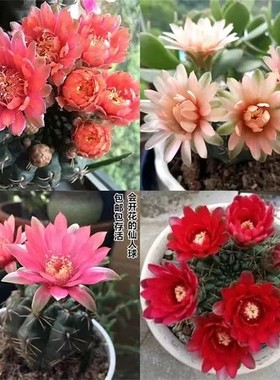 绯花玉组合仙人球招财室内办公室桌面多肉植物盆栽开花组合