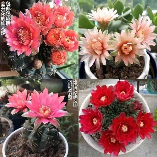 绯花玉组合仙人球招财室内办公室桌面多肉植物盆栽开花组合