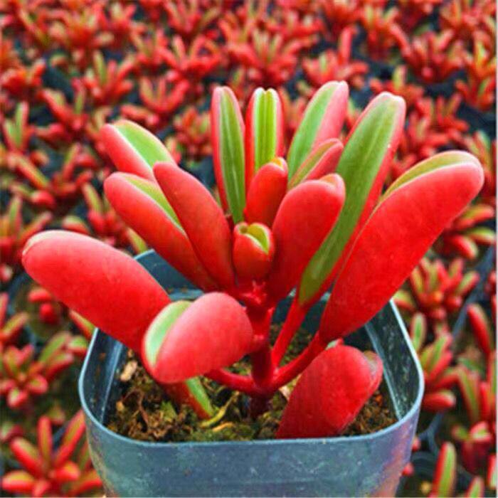 红背椒草多肉植物盆栽群生多头象足椒草欢乐豆肉肉绿植花卉套餐