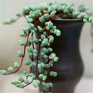 碧玉莲多肉植物多头群生办公室盆栽垂吊多肉长藤悬挂室内阳台花卉