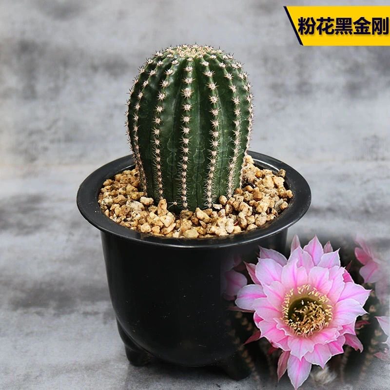 大颗黑金刚仙人球开花机器易养活仙人柱室内防辐射小盆栽大花红花