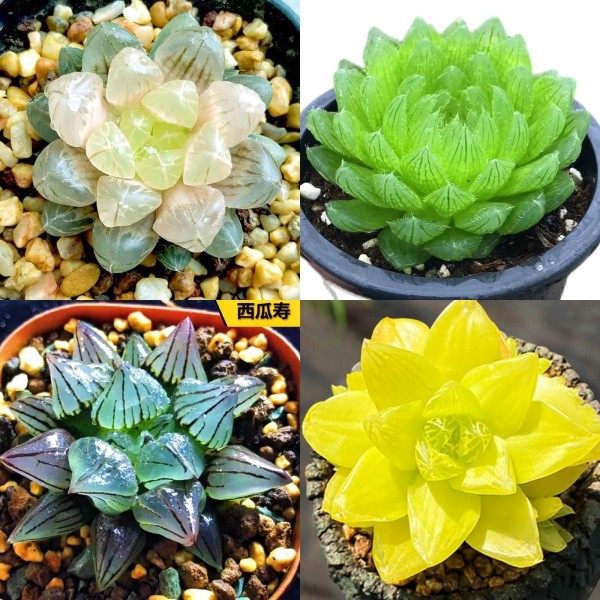 玉露组合黄金玉露黑肌玉露琥珀西瓜寿防辐射水培室内办公室盆栽,鲜花速递/花卉仿真/绿植园艺,多肉植物,淘宝优惠券,粉丝福利购,淘宝优惠卷