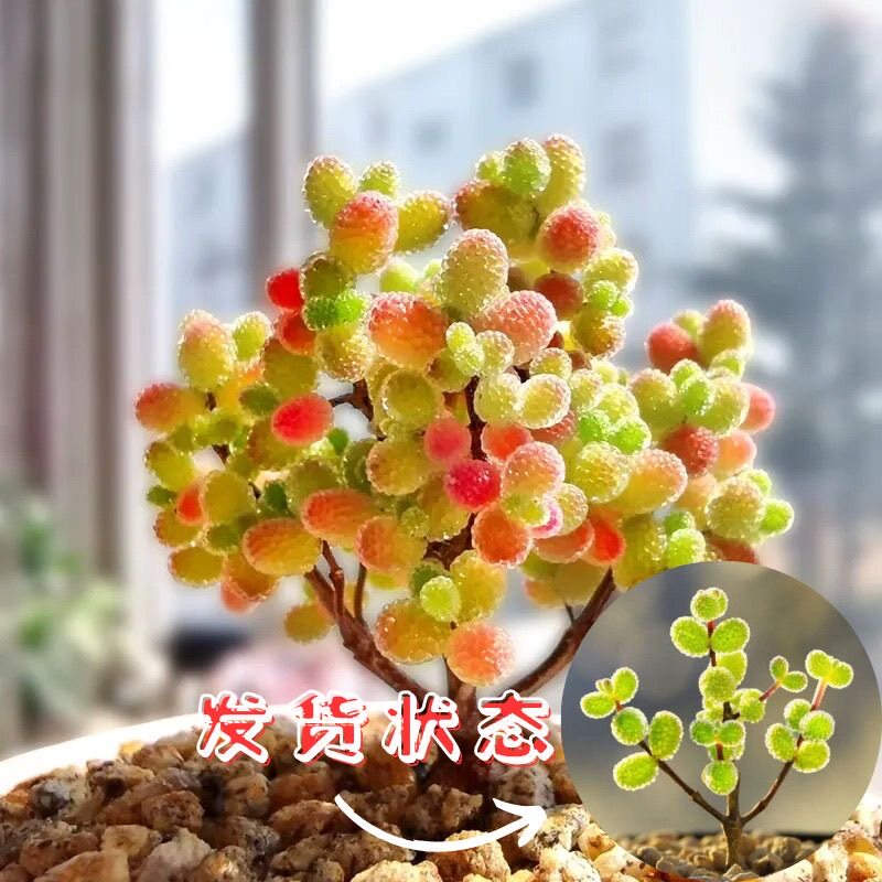 新款枝干番杏冰晶番杏钻石糖果七彩蜜橘番枝干杏懒人好养办公宿舍