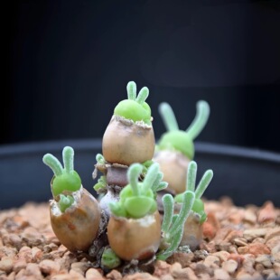 碧光环小兔子生石花屁股花绿色南非混合石生花组盆多肉植物石头花