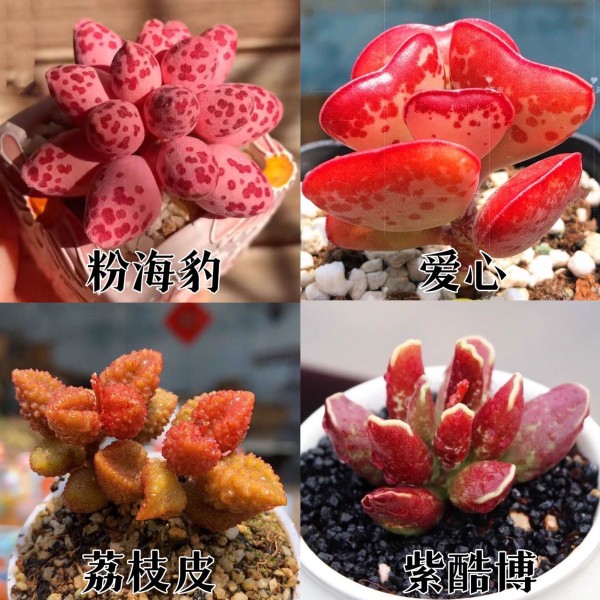 水泡系列多肉爱心荔枝皮紫库博多肉植物多头室内阳台桌面盆栽