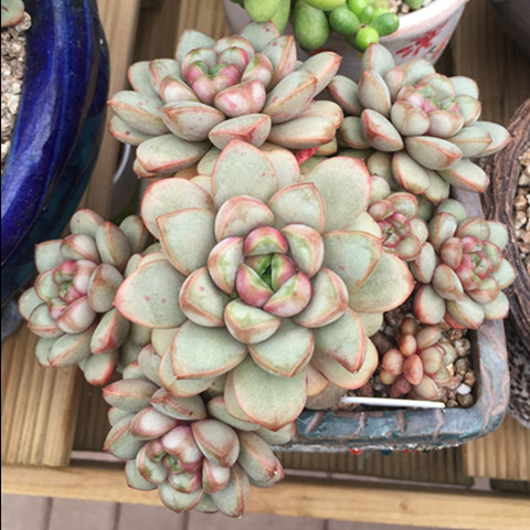 葡萄多肉植物姬葡萄肉肉唯美多肉组合盆栽花卉防辐射超萌好养肉肉