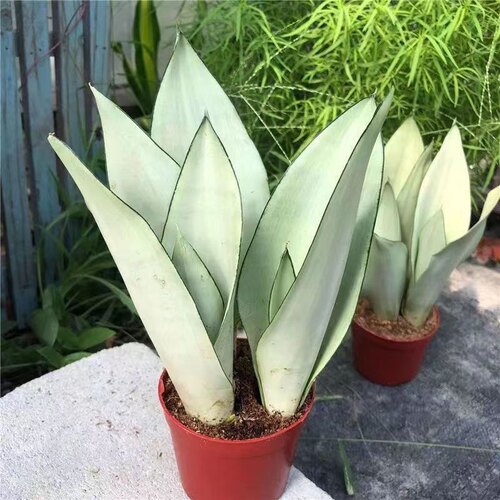 白玉虎皮盆栽室内净化桌面空气植物办公室客厅好养绿植