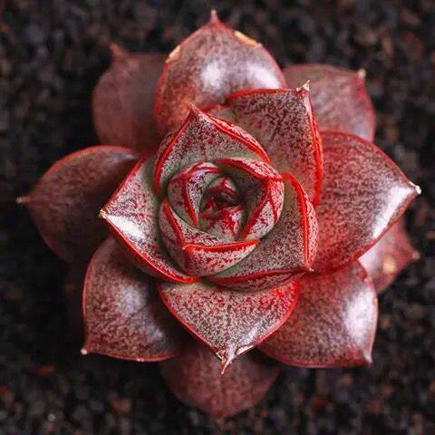 大和锦 多肉植物组合盆栽防辐射绿植肉嘟嘟肉肉室内植物盆景包邮