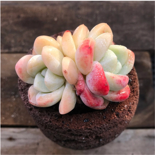 奶油冰玉多肉植物小棵好状态有根超萌清仓