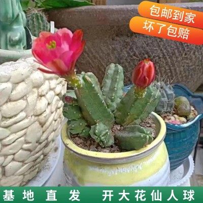 老桩多肉植物桃太郎仙人球无刺群生多头室内美观易养会开花绿植