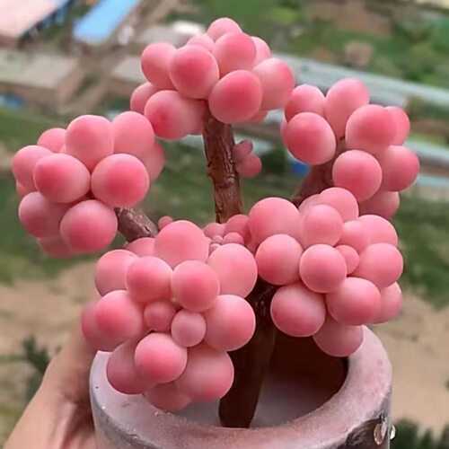 桃蛋多肉植物群生多头办公室盆栽防辐射室内阳台花卉老桩系列