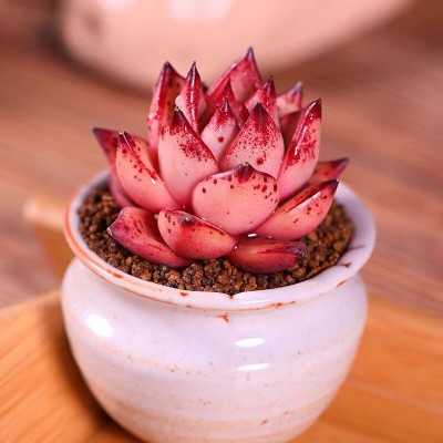 血罗 血色罗密欧 进口防辐射多肉植物东云系肉肉盆栽花卉组合肉肉